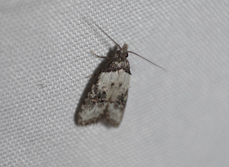 Carposina scirrhosella - közönséges csipkebogyómoly
