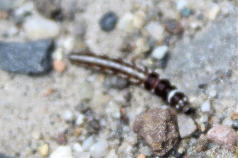 Helcystogramma triannulella - szuláksodró lápimoly