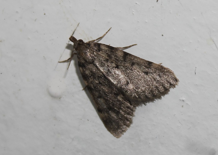 Aglossa pinguinalis - zsiradékmoly