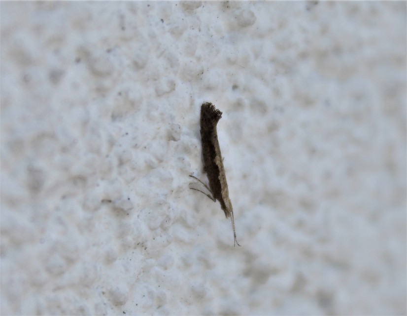 Plutella xylostella - káposztamoly