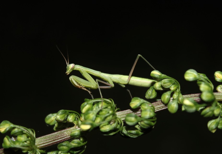 Mantis religiosa - imádkozósáska