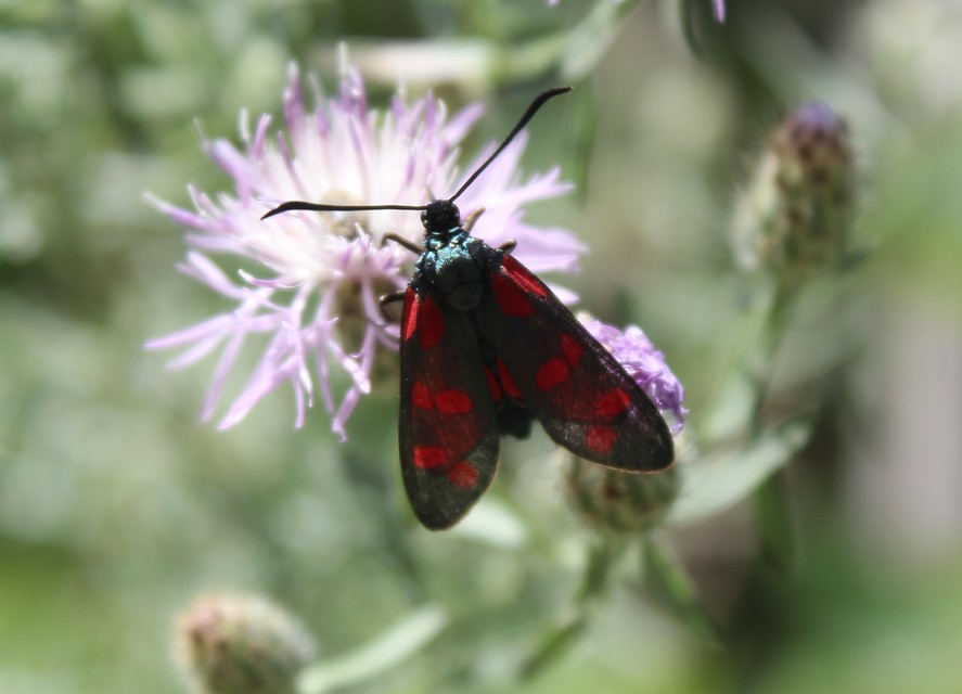 Zygaena filipendulae - acélszínű csüngőlepke