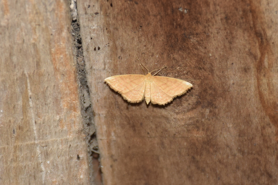 Idaea ochrata - okkerszínű sávosaraszoló