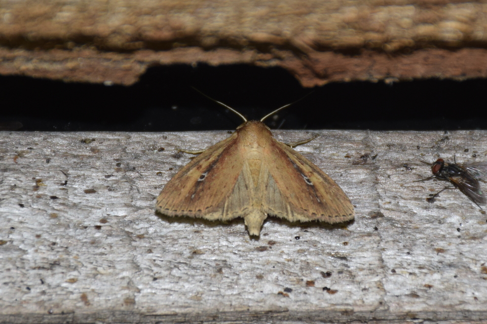 Archanara dissoluta - kis nádibagoly