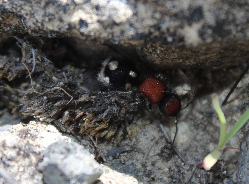 Ronisia brutia - pompás hangyadarázs