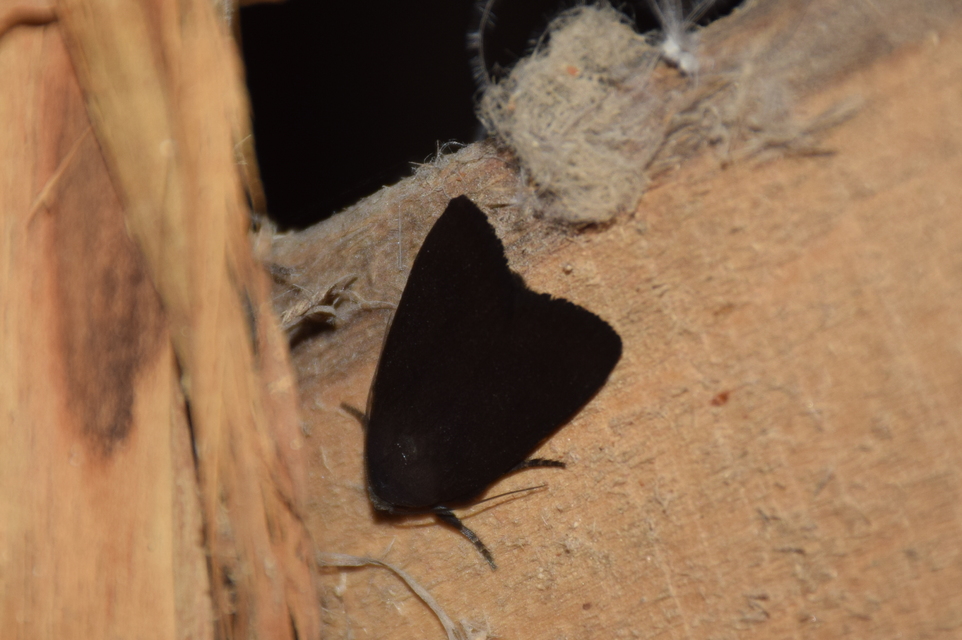 Amphipyra livida - zsírfényű bagoly