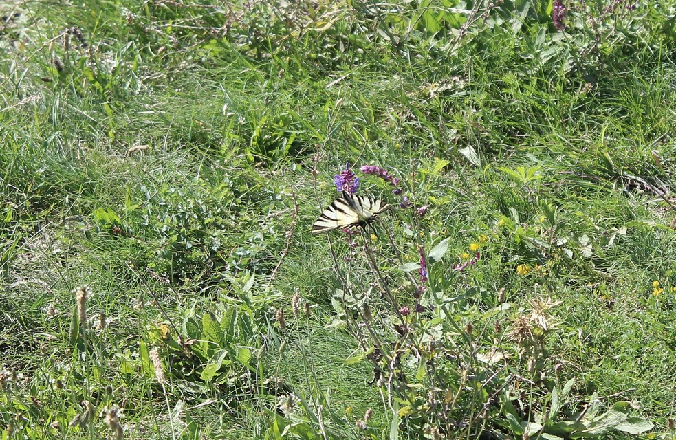 Iphiclides podalirius - kardoslepke