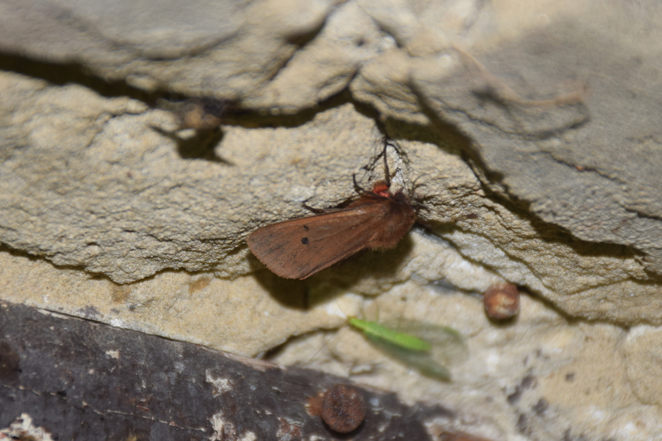 Phragmatobia fuliginosa - füstös medvelepke