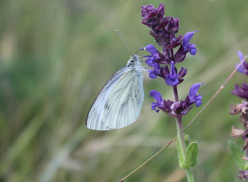 Pieris napi - repcelepke