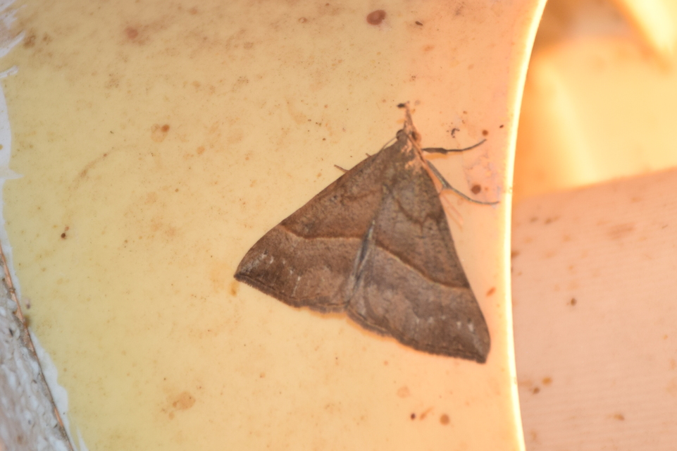 Hypena proboscidalis - ormányos karcsúbagoly