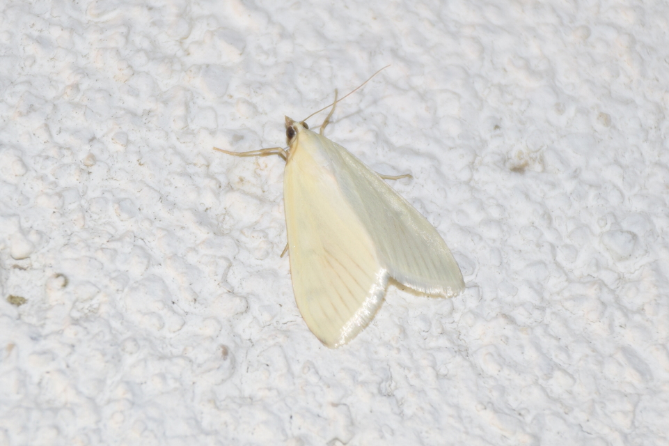 Sitochroa palealis - kénszárnyú dudvamoly