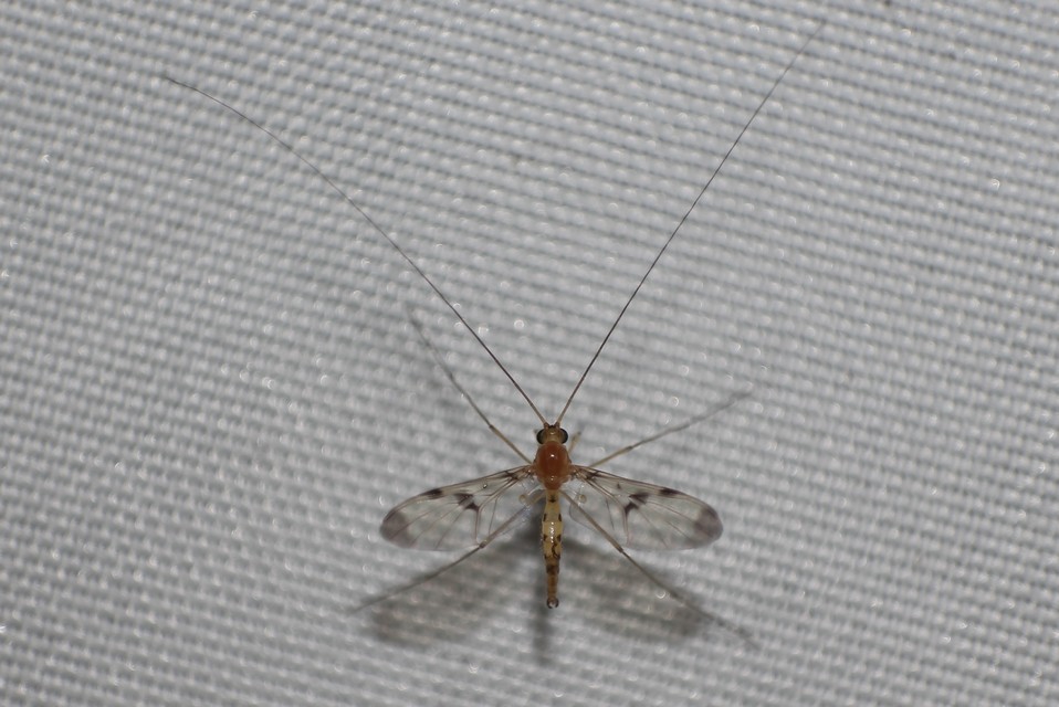 Macrocera