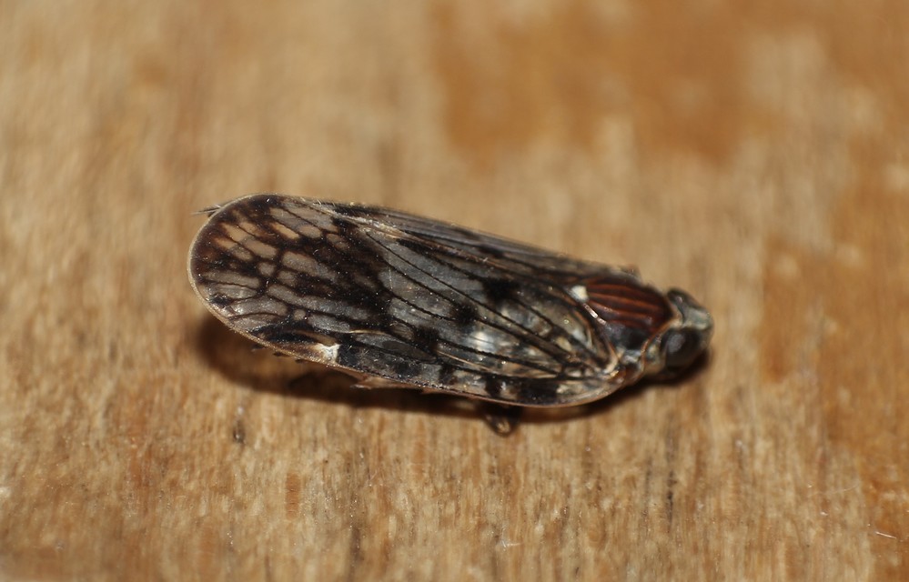 Cixiidae - recéskabócák