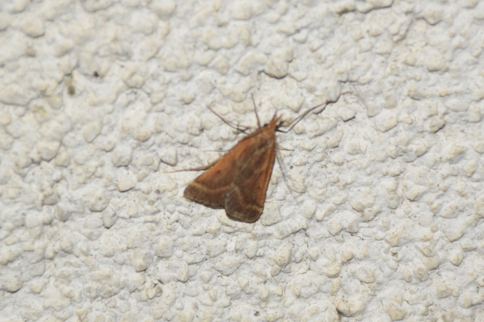 Synaphe punctalis - hosszúlábú fényilonca