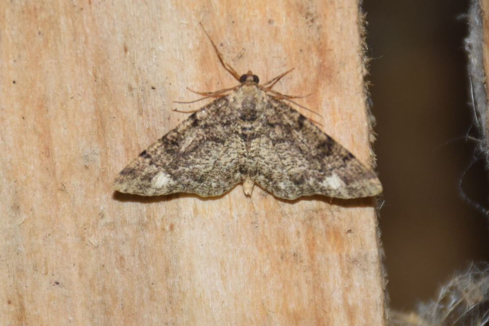 Parectropis similaria - barna zuzmóaraszoló