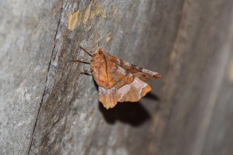 Selenia tetralunaria - négyfoltos holdasaraszoló