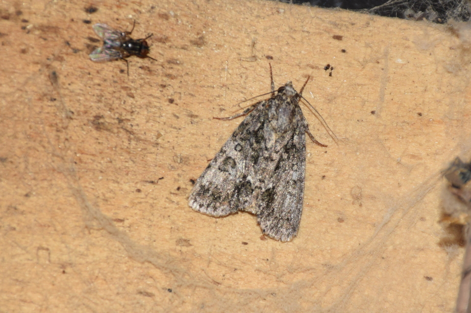 Acronicta rumicis - sóska-szigonyosbagoly