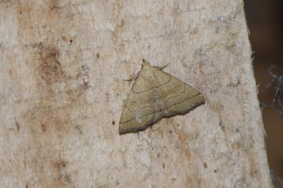 Herminia tarsicrinalis - szőröslábú karcsúbagoly