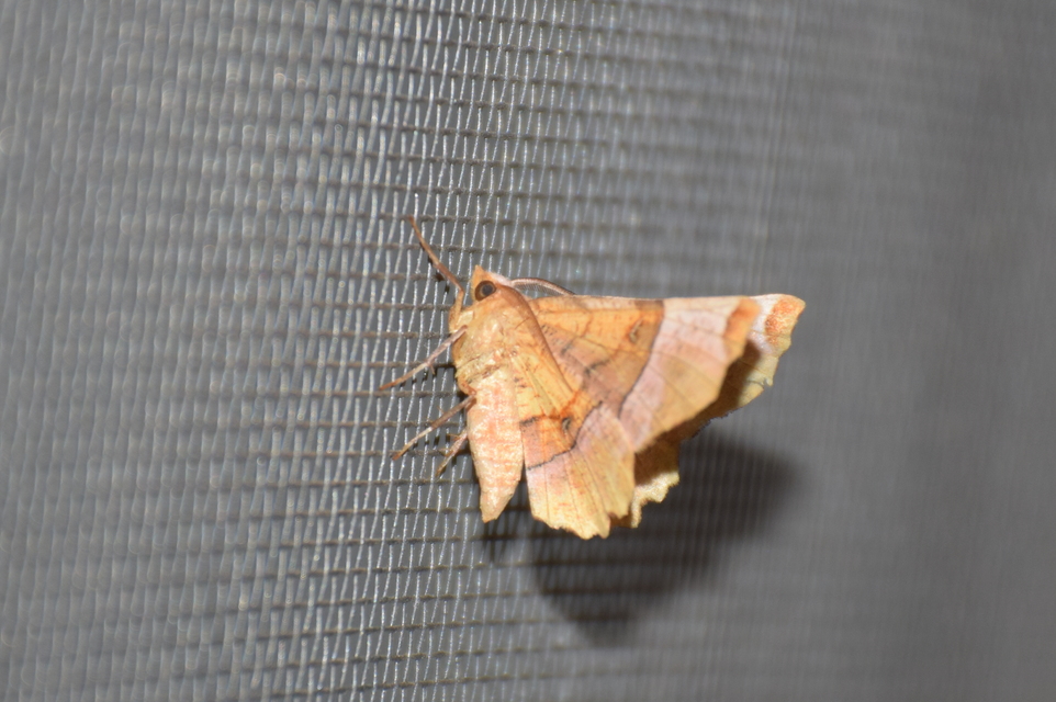 Selenia lunularia - egyfoltos holdasaraszoló