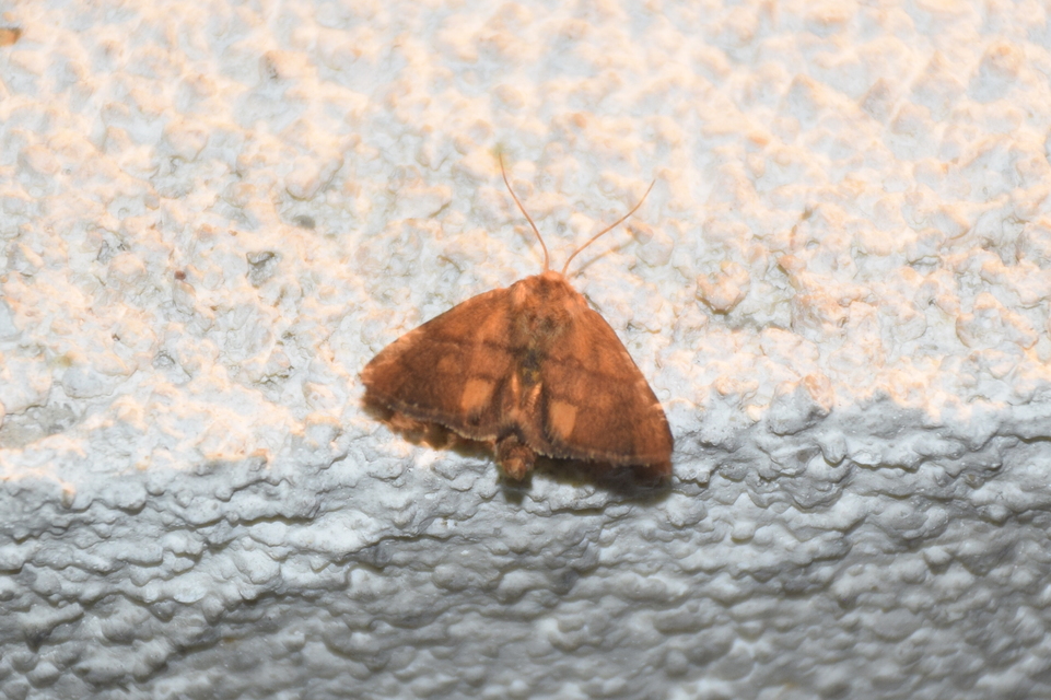 Apoda limacodes - kagylólepke