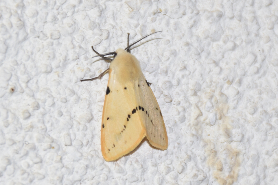 Spilarctia lutea - sárgás medvelepke