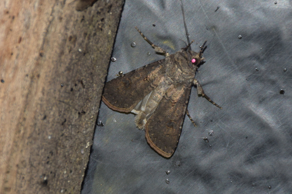 Agrotis segetum - vetési földibagoly