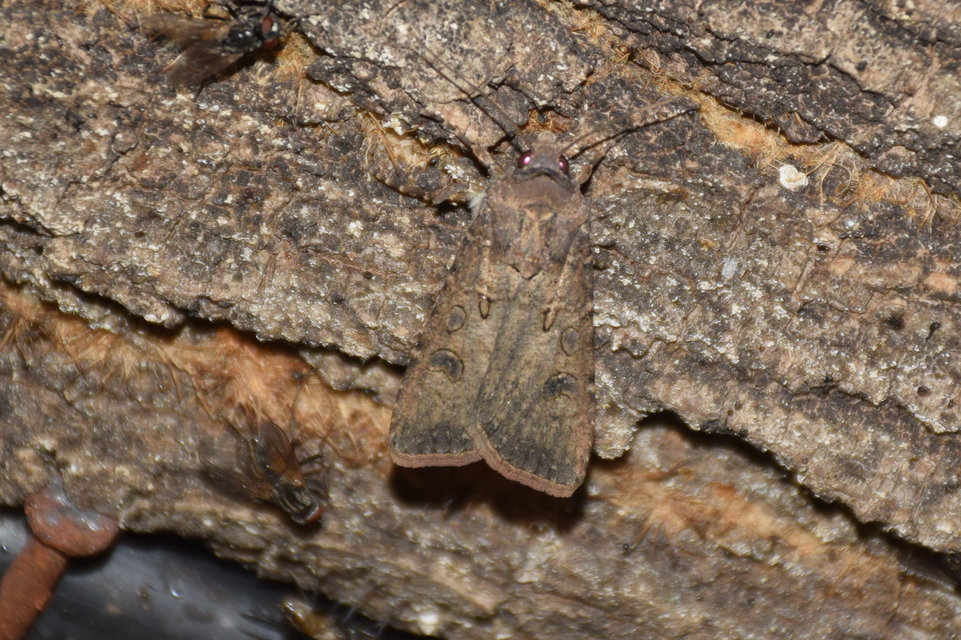 Agrotis segetum - vetési földibagoly