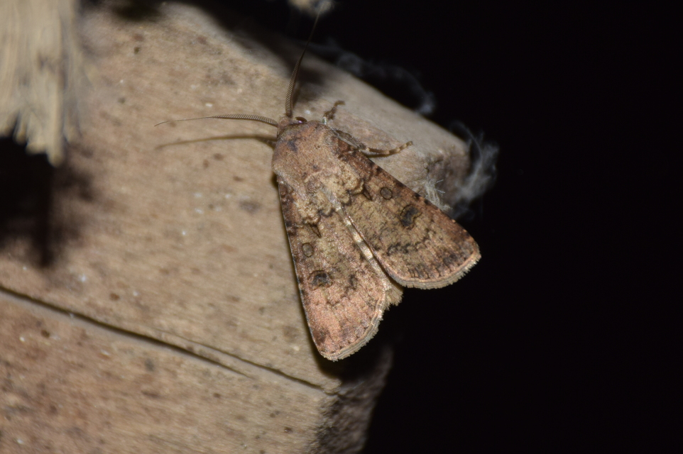 Agrotis segetum - vetési földibagoly