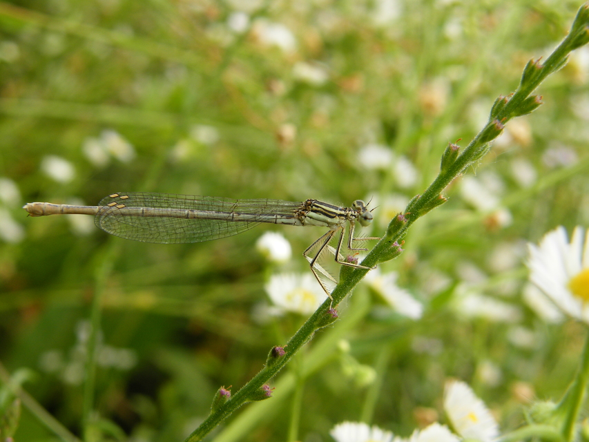 Platycnemis pennipes - széleslábú szitakötő