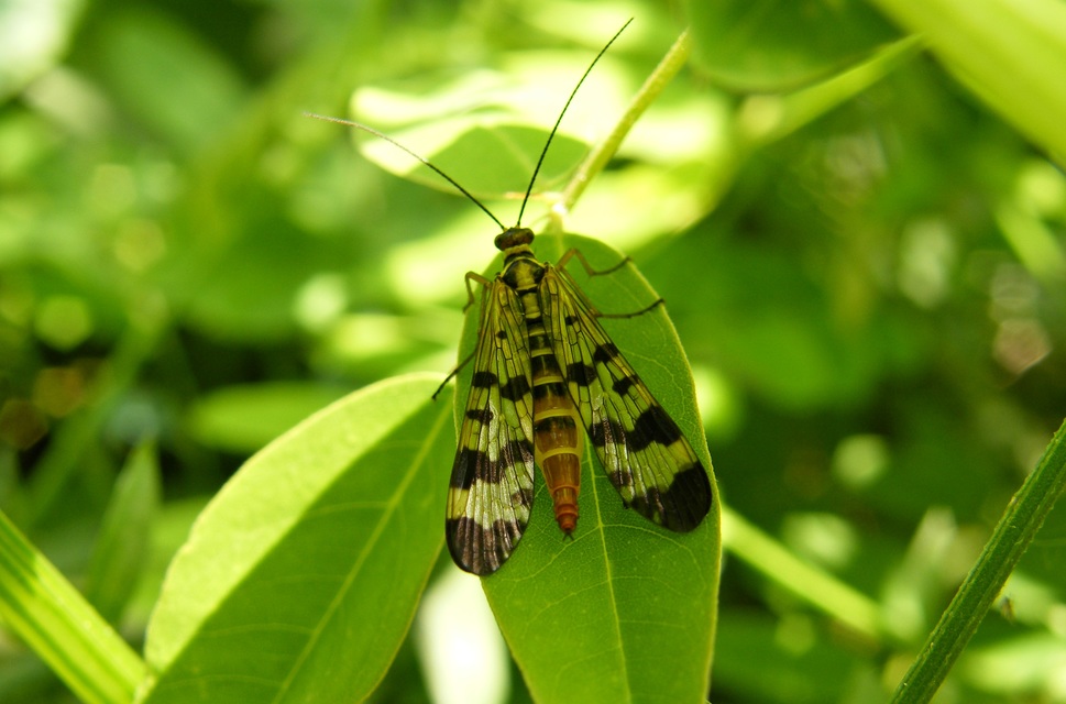 Panorpa vulgaris