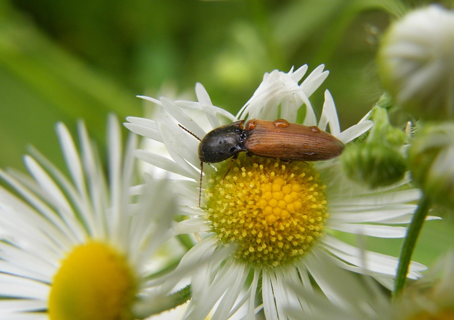 Agriotes ustulatus - mezei pattanó