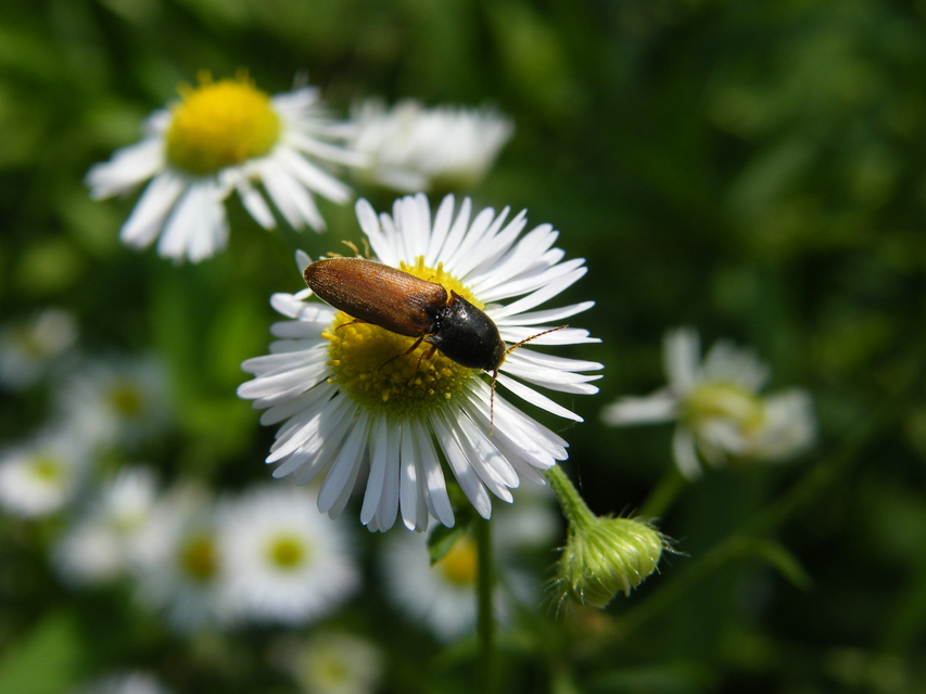 Agriotes ustulatus - mezei pattanó