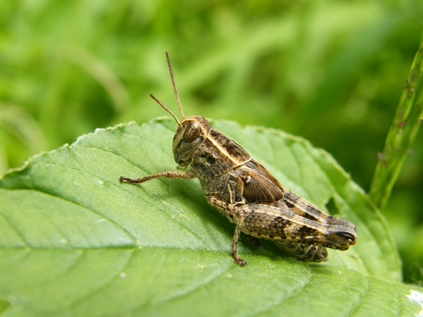Calliptamus italicus - olaszsáska