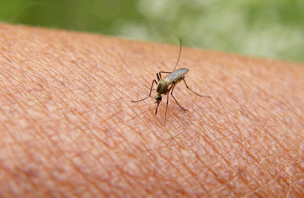 Culicidae - csípőszúnyogok