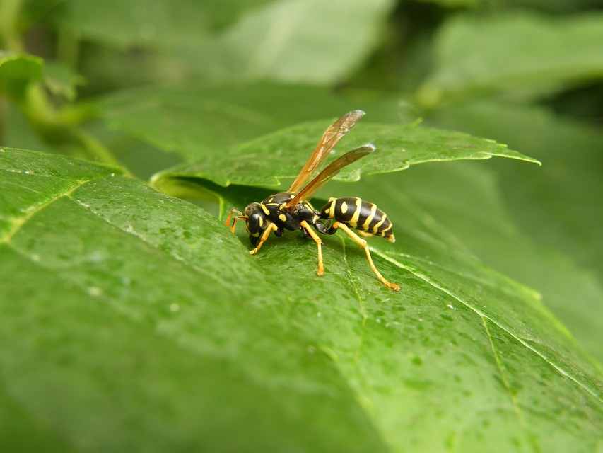 Polistes dominulus - déli papírdarázs