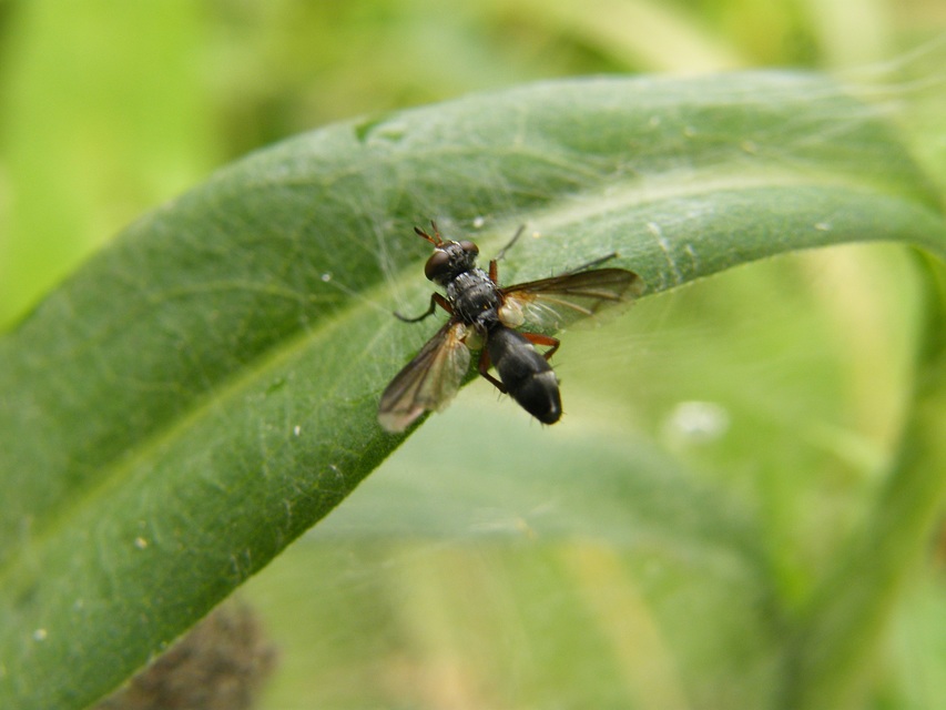 Mintho rufiventris