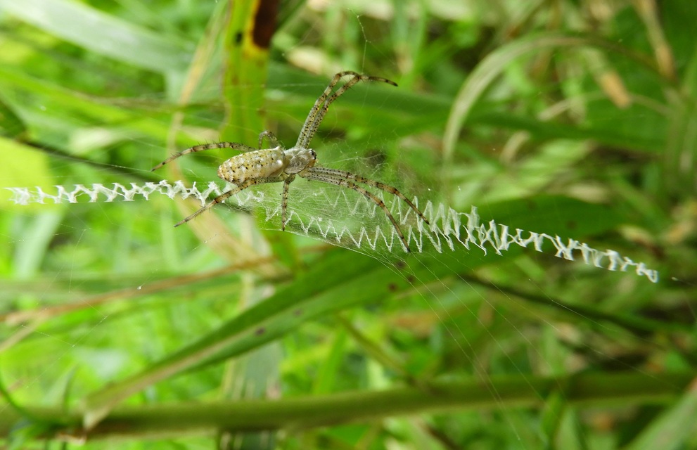 Argiope bruennichi - darázspók