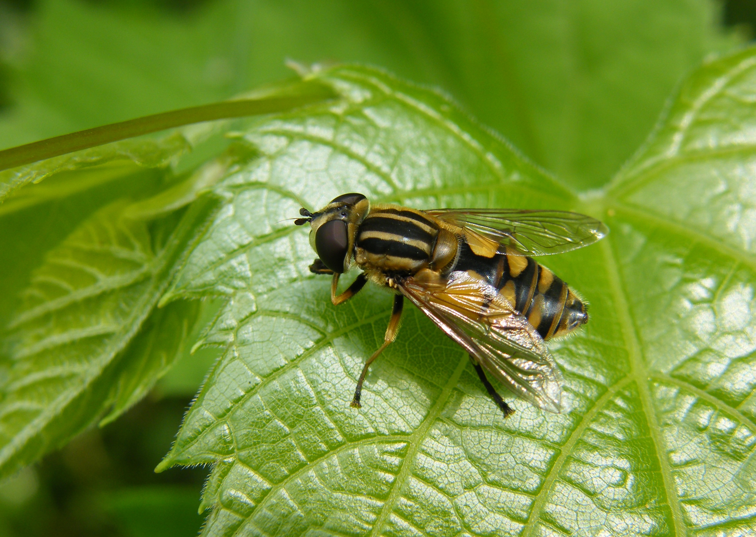 Helophilus pendulus - közönséges mocsárilégy