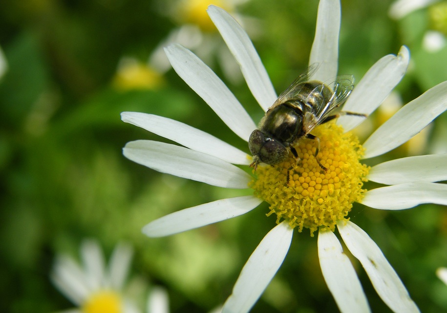 Eristalinus aeneus - bronzos foltosszeműlégy