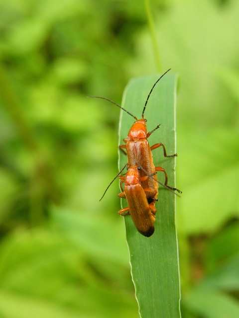 Rhagonycha fulva - feketevégű lágybogár
