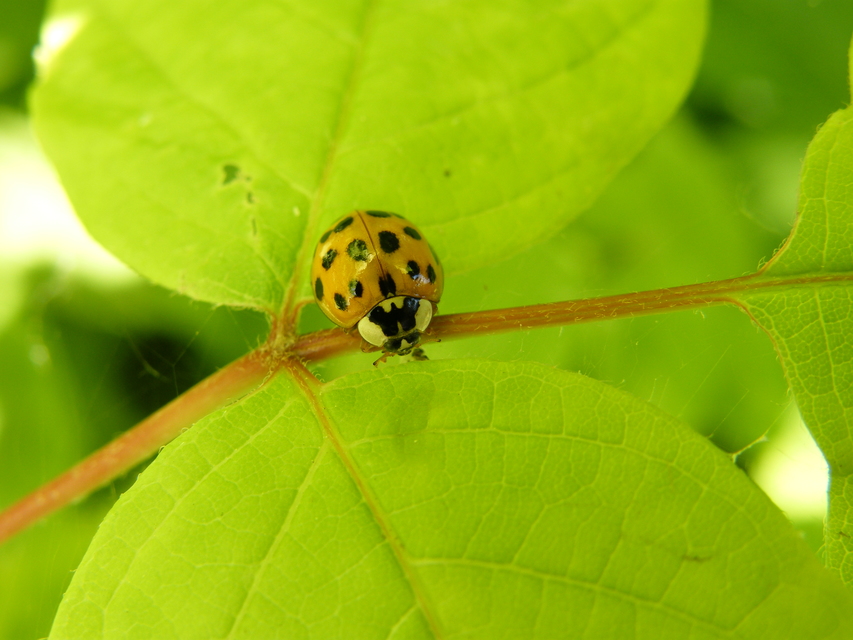 Harmonia axyridis - harlekinkatica