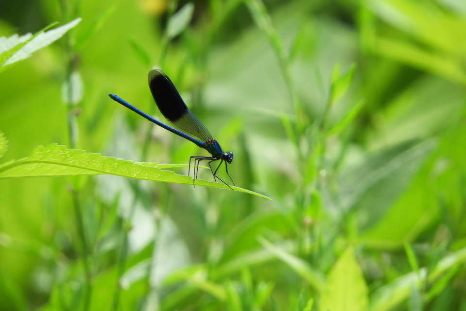Calopteryx splendens - sávos szitakötő