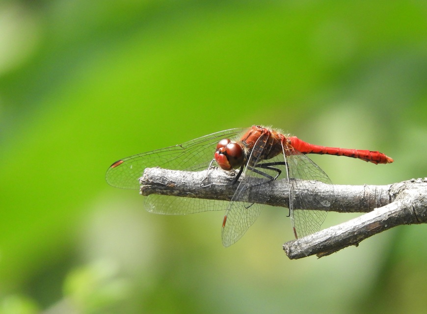 Sympetrum sanguineum - vörös katona-szitakötő