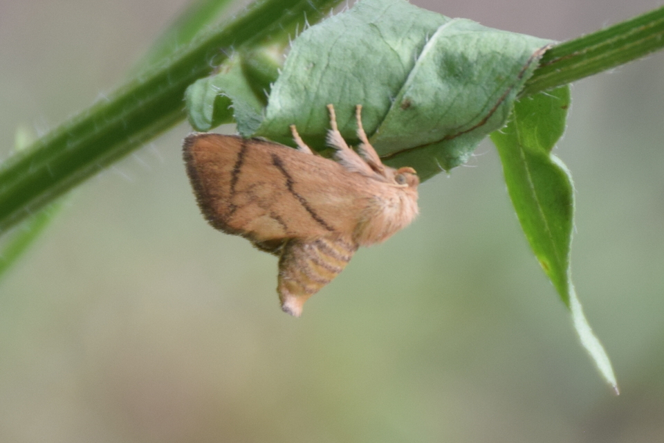 Apoda limacodes - kagylólepke