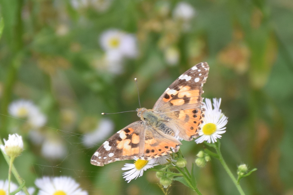 Vanessa cardui - bogáncslepke