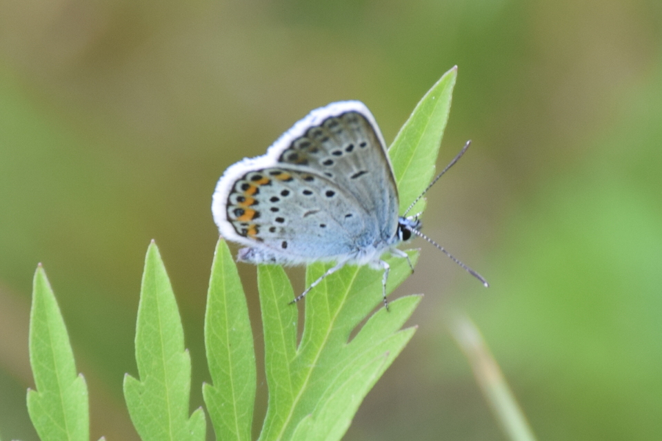 Plebejus argus - ezüstös boglárka