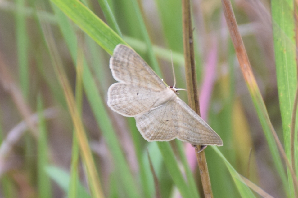 Scopula virgulata - vesszős sávosaraszoló