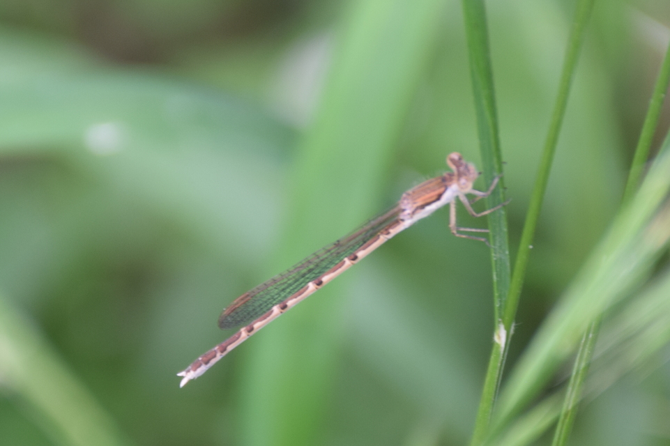 Sympecma fusca - téli rablószitakötő