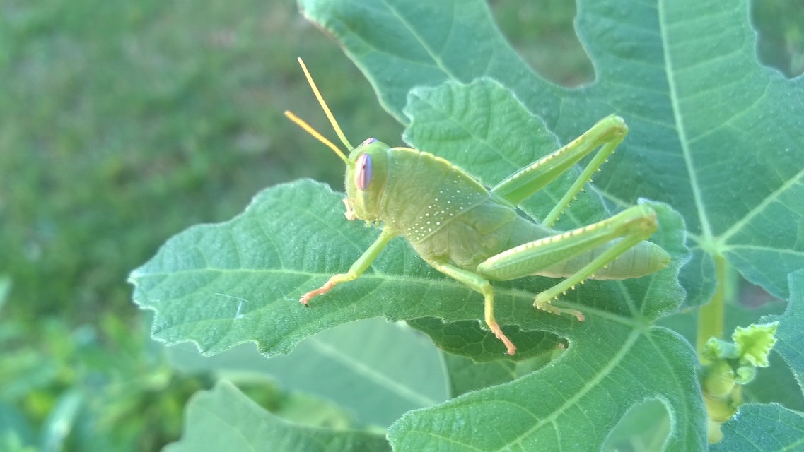 Anacridium aegyptium - egyiptomi sáska
