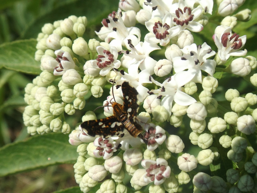 Thyris fenestrella - gyakori ablakosmoly